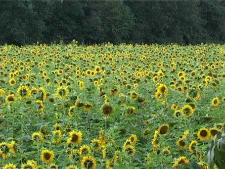 Am Niederrhein : Sonnenblumenfeld